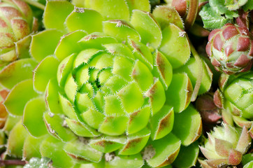 Obraz premium fresh bright green a plant background