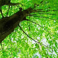 Sunlight in the green forest