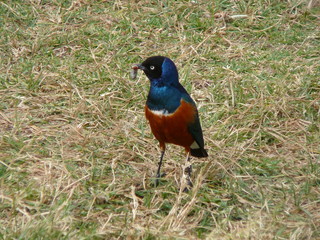 Superb Starling with grub