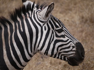 Zebra head close up