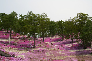 phlox park