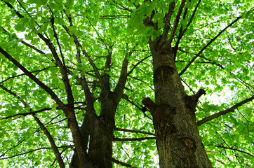 Sunlight in the green forest