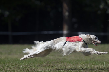 Borzoi lure coursing