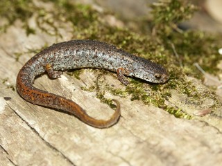 Fototapeta premium Four-toed Salamander (Hemidactylium scutatum)