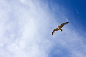 Seagul in Flight