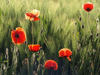 Leuchtender Mohn
