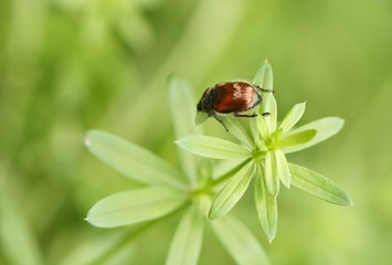 Maikäfer