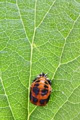 Marienkäfer Larve auf Blatt Makro