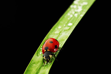 ladybug isolated on black