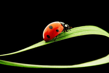 ladybug isolated on black