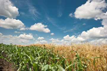 corn and wheat field