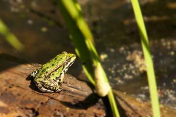 Frosch