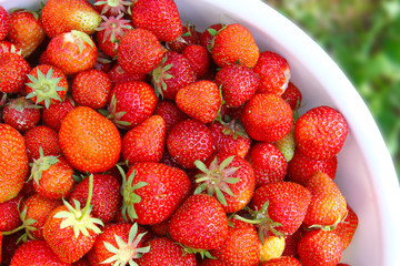 Frische Erdbeeren