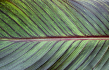 tropicana leaf
