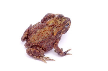 frog