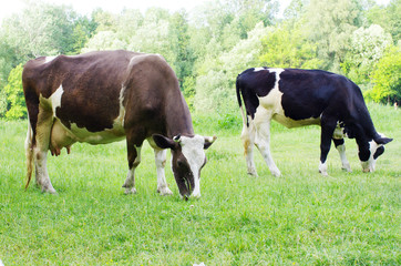 cow
