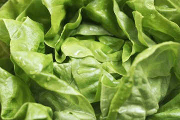 Lettuce background
