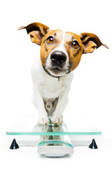 Dog on scale