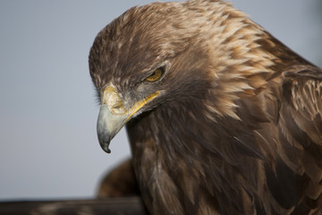 Golden Eagle