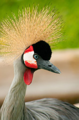 Crowned Crane