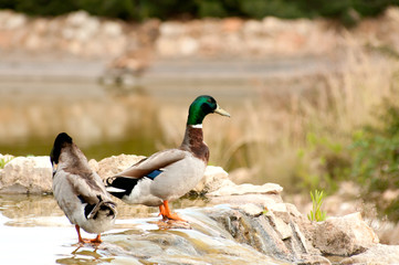 Mallard Ducks