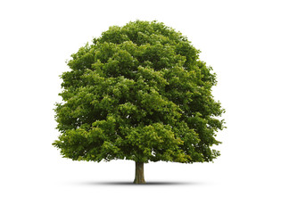 freigestellter grüner Baum