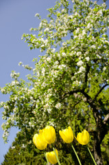 Yellow tulips in background of blooming tree.
