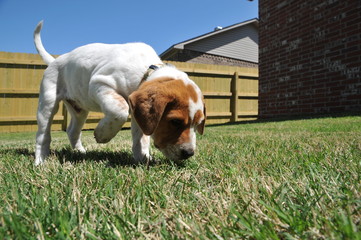 Puppy sniffing the ground