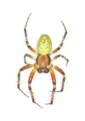 Orb weaver spider isolated on white background