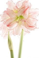 Hippeastrum, knight's-star