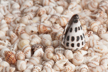 seashell