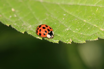 ladybug