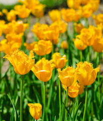 Obraz premium tulip