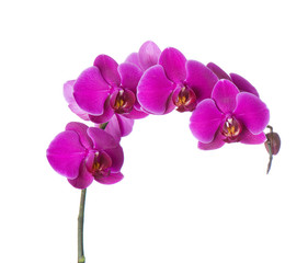 Plakat phalaenopsis