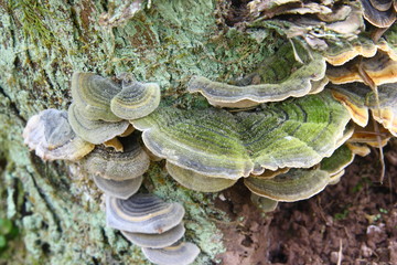 fungus