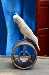 Parrot in circus