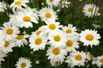 White daises in rain