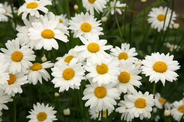 Fototapeta premium White daises in rain
