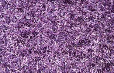 Purple grass