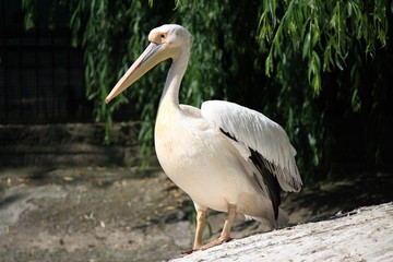 White pelican.