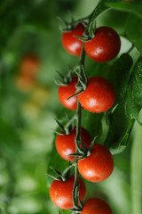 juicy red tomatoes