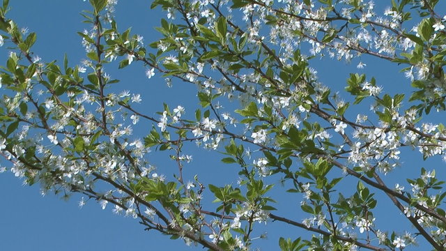 Flowering cherry-tree against blue sky.