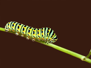 Swallowtail caterpillar isolated - Papilio macheon