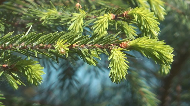 Close up shot of spring spruce twig.