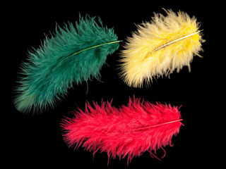 Obraz premium Fluffy feathers - red green and yellow on black