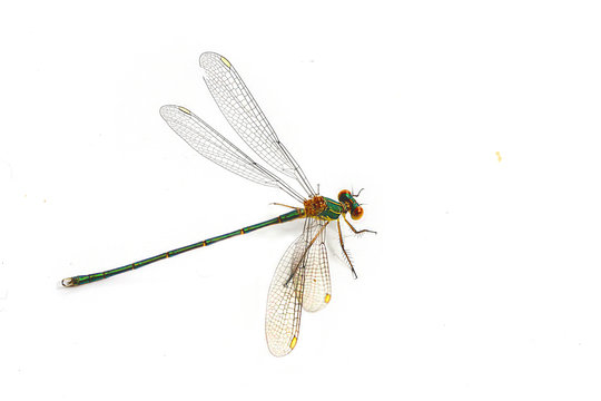libellule