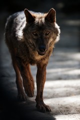 Wolf Close Up Portrait