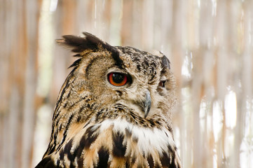 Portrait of an eagle owl