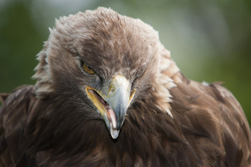 Angry Golden Eagle