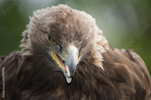 Angry Golden Eagle Stock Photo And Royalty Free Images On